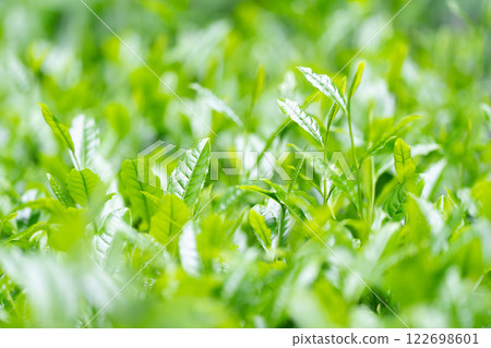 茶葉、茶、芽 122698601