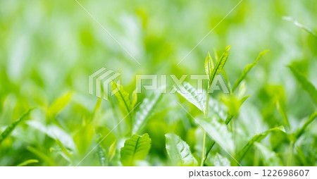Tea leaves, tea, buds Tea leaves, tea, buds 122698607
