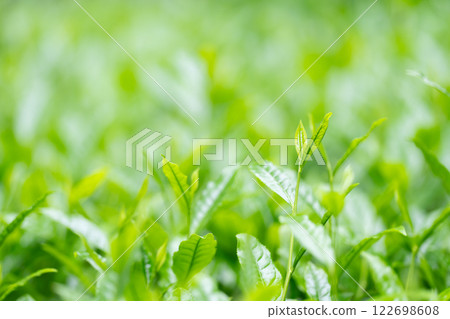 茶葉、茶、芽 122698608