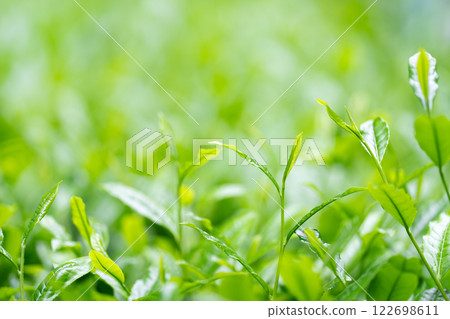 茶葉、茶、芽 122698611