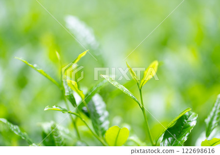 Tea leaves, tea, buds Tea leaves, tea, buds 122698616