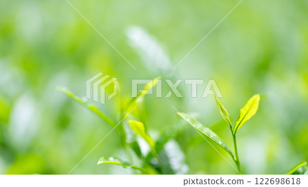 Tea leaves, tea, buds 122698618