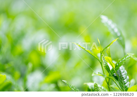 茶葉、茶、芽 茶葉、茶、芽 122698620