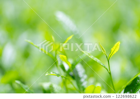 茶葉、茶、芽 茶葉、茶、芽 122698622