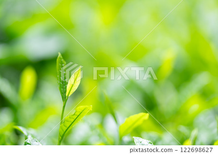 茶葉、茶、芽 122698627