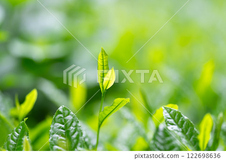 茶葉、茶、芽 茶葉、茶、芽 122698636