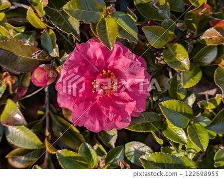 冬季花園中盛開的深粉色山茶花 122698955