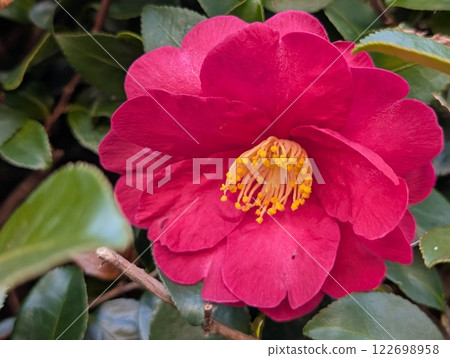 冬季花園中盛開的深粉色山茶花 122698958