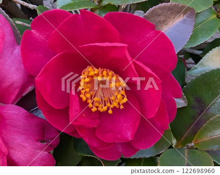 Deep pink camellia flowers blooming in a winter garden 122698960