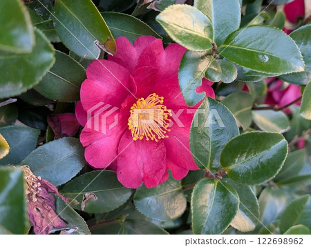 Deep pink camellia flowers blooming in a winter garden 122698962