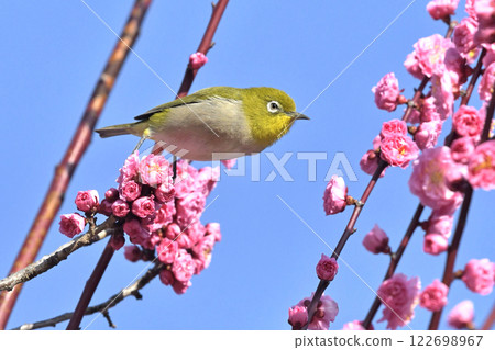 A white-eye on a red plum blossom in full bloom (spring image) (heartwarming image) 122698967