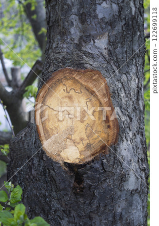 Spring pruning of garden trees. The photo shows a tree damaged by pests and disease. Gardening. Hobby. Spring. Garden. Spring pruning of garden trees. The photo shows a tree damaged by pests and disease. Gardening. Hobby. Spring. Garden. 122699118