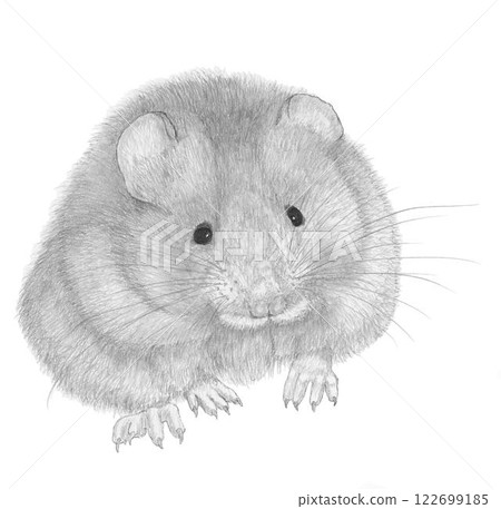 Vole_鉛筆畫 122699185