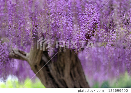 紫藤花 紫藤花 122699490