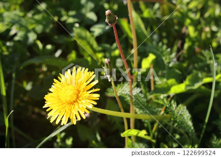 Isolated dandelion with dew on blue sky background. Isolated dandelion with dew on blue sky background. 122699524