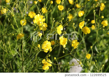 Yellow ranunculus anemones bloom near the trail. Yellow buttercups in the forest clearing Yellow ranunculus anemones bloom near the trail. Yellow buttercups in the forest clearing 122699525