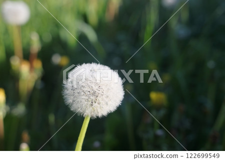 Isolated dandelion with dew on blue sky background Isolated dandelion with dew on blue sky background 122699549