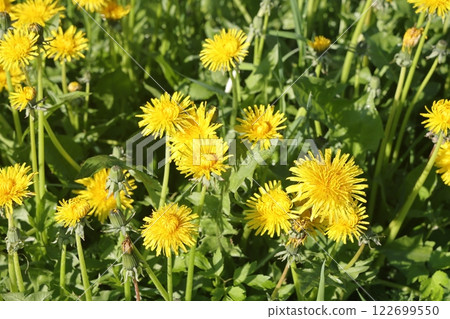 Isolated dandelion with dew on blue sky background. Isolated dandelion with dew on blue sky background. 122699550
