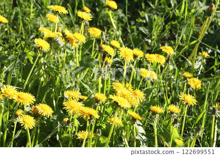 Isolated dandelion with dew on blue sky background. Isolated dandelion with dew on blue sky background. 122699551