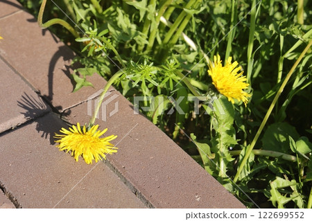 Isolated dandelion with dew on blue sky background. Isolated dandelion with dew on blue sky background. 122699552