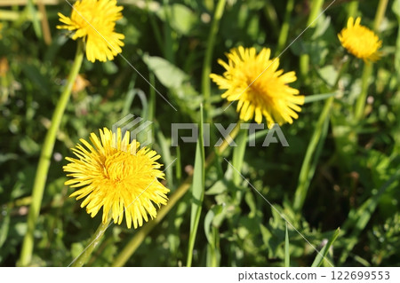 Isolated dandelion with dew on blue sky background. Isolated dandelion with dew on blue sky background. 122699553