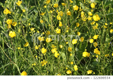 Yellow ranunculus anemones bloom near the trail. Yellow buttercups in the forest clearing, Yellow ranunculus anemones bloom near the trail. Yellow buttercups in the forest clearing, 122699554