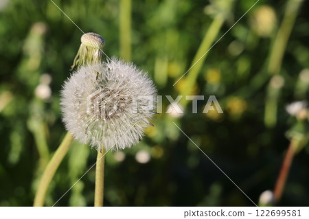 Isolated dandelion with dew on blue sky background. Isolated dandelion with dew on blue sky background. 122699581