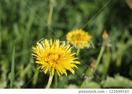 Isolated dandelion with dew on blue sky background.  Isolated dandelion with dew on blue sky background.  122699583
