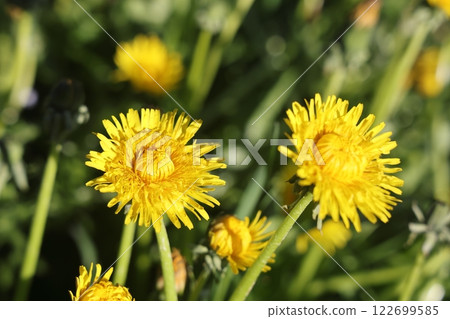 Isolated dandelion with dew on blue sky background. Isolated dandelion with dew on blue sky background. 122699585