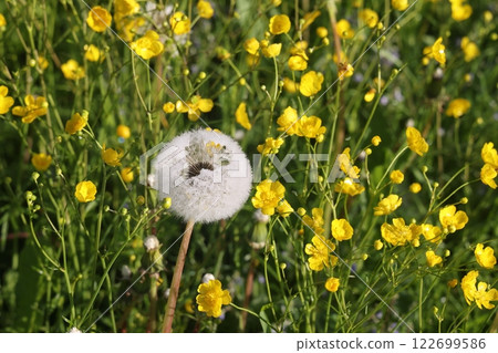 Isolated dandelion with dew on blue sky background. Isolated dandelion with dew on blue sky background. 122699586