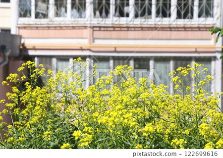 Yellow flowers of Eastern Sverbiga against the backdrop of a residential building,  122699616
