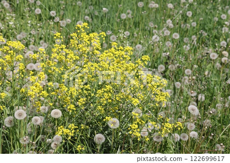 Yellow flowers of Eastern Sverbiga among airy dandelions, wild flowers, summer meadow. 122699617