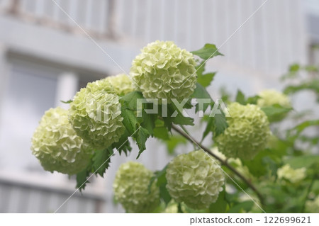 viburnum buldenezh, round white and green flowers against the background of the facade viburnum buldenezh, round white and green flowers against the background of the facade 122699621