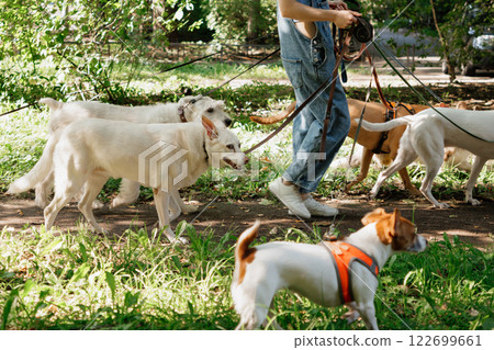 Dogs on walk in park. professional pet walker or pet babysitter, pack of animals on green lawn 122699661