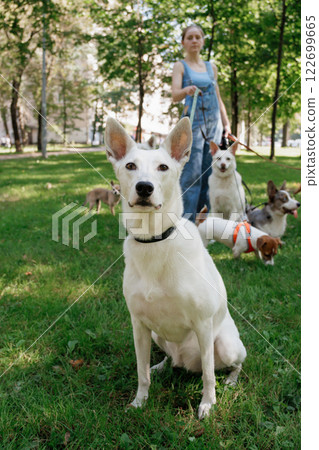 white dog in park on walk with its owner. walking and training of pets during daytime. 122699665