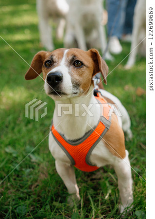Jack Russell Terrier dog in park on walk with his owner on leash. walking and training of pets Jack Russell Terrier dog in park on walk with his owner on leash. walking and training of pets 122699669