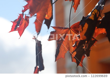 Maple with red leaves. Leaves that turn red in autumn. Maple with red leaves. Leaves that turn red in autumn. 122699689
