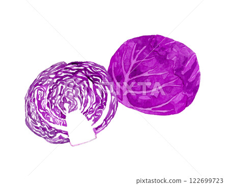 Red cabbage (purple cabbage) cut in half. Hand-drawn watercolor illustration of fresh vegetables. Red cabbage (purple cabbage) cut in half. Hand-drawn watercolor illustration of fresh vegetables. 122699723