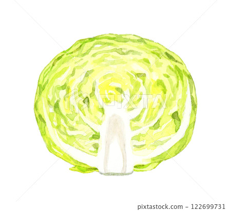 Cabbage cut in half. Hand-drawn watercolor illustration of fresh vegetables. 122699731