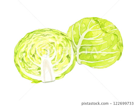 Cabbage cut in half. Hand-drawn watercolor illustration of fresh vegetables. 122699733