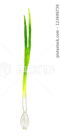 萬能蔥（青蔥、細蔥） 新鮮蔬菜的手繪水彩插圖 122699739