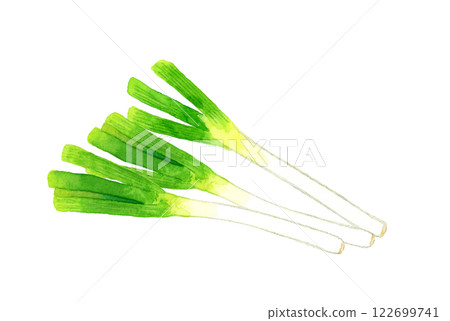 Spring onion - fresh vegetable hand-drawn watercolor illustration Spring onion - fresh vegetable hand-drawn watercolor illustration 122699741