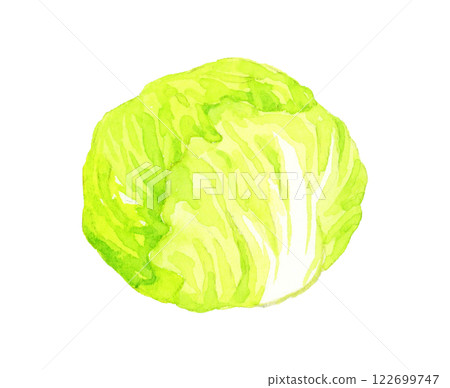 Lettuce - fresh vegetable hand-drawn watercolor illustration Lettuce - fresh vegetable hand-drawn watercolor illustration 122699747