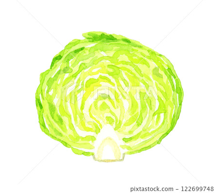 生菜切成兩半-新鮮蔬菜手繪水彩插圖 122699748