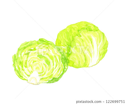 生菜切成兩半-新鮮蔬菜手繪水彩插圖 122699751