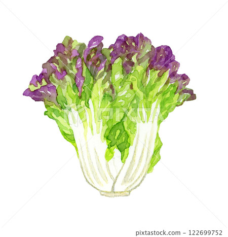 Sunny lettuce - fresh vegetable hand-drawn watercolor illustration 122699752