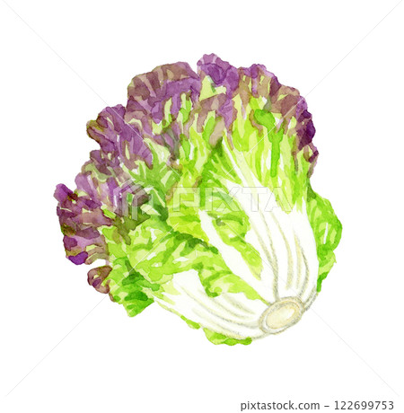 Sunny lettuce - fresh vegetable hand-drawn watercolor illustration 122699753