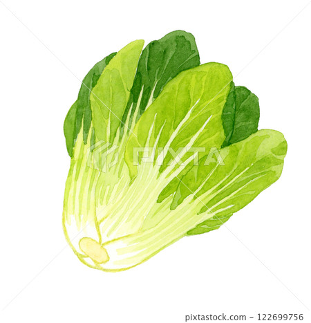 白菜-新鮮蔬菜手繪水彩插畫 白菜-新鮮蔬菜手繪水彩插畫 122699756