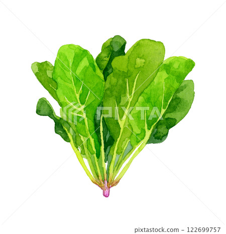 菠菜-新鮮蔬菜手繪水彩插畫 菠菜-新鮮蔬菜手繪水彩插畫 122699757