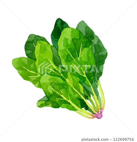 Spinach - fresh vegetable hand-drawn watercolor illustration Spinach - fresh vegetable hand-drawn watercolor illustration 122699758